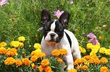 BOULEDOGUE FRANCAIS 1316